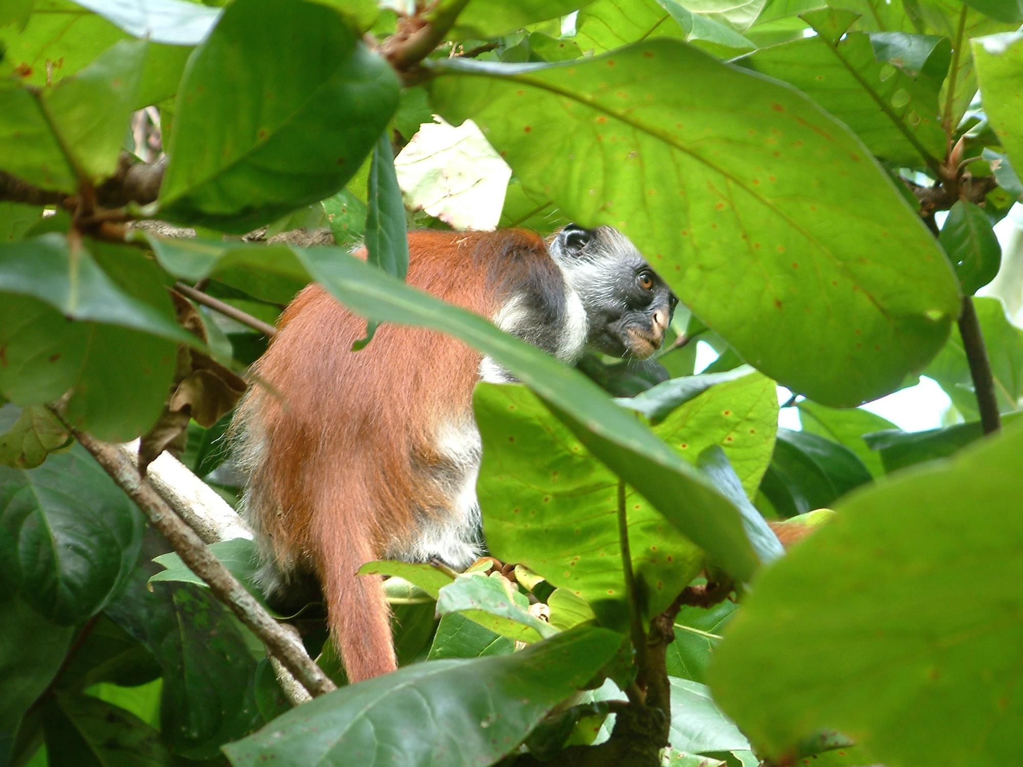 20040130   Zanzibar 354